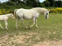 Mare Saddle Horse For sale 2014 Appaloosa