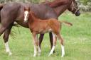 Colt Selle Français For sale 2023 Liver chestnut