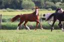 Colt Selle Français For sale 2023 Liver chestnut