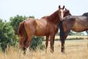 Colt Selle Français For sale 2023 Liver chestnut