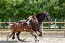 Colt Other Horse Breed For sale 2023 Coloured