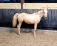 Colt French Saddle Pony For sale 2022 Palomino