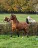A F MANJAROH  - Arabian 2004 by NADIR I