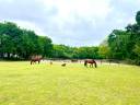 Equestrian property  Pyrénées-Atlantiques
