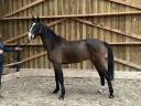 Entire BWP Belgian Warmblood For sale 2020 Dark Bay