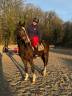 Gelding Selle Français For sale 2020 Dark Bay