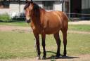 Gelding PRE Pure Spanish Bred For sale 2013 Bay