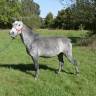 Gelding Origin Recorded For sale 2018 Grey