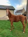 Gelding Selle Français For sale 2021 Chesnut