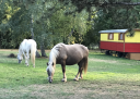 Equestrian property  Charente-Maritime