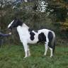 Gelding No Origin Recorded For sale 2016 Coloured