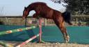 Gelding New Forest For sale 2022 Bay