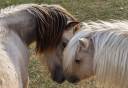 Esteban du Leymar - Shetland Pony 2014 by Castelbrook Kimber