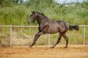 Gelding Lusitano For sale 2021 Grey