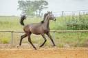 Colt Lusitano For sale 2022 Grey