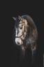Colt Lusitano For sale 2022 Grey