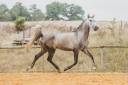 Colt Lusitano For sale 2022 Grey