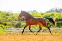Filly Lusitano For sale 2022 Bay