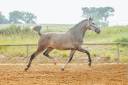 Filly Lusitano For sale 2020 Roan