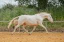 Broodmare Lusitano For sale 2017 Cream