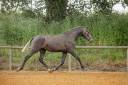 Filly Lusitano For sale 2021 Grey