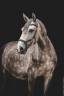 Filly Lusitano For sale 2021 Grey