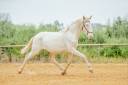 Entire Lusitano For sale 2022 Cream