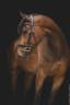 Gelding Origin Recorded For sale 2018 Bay