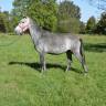 Gelding No Origin Recorded For sale 2019 Grey