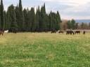 Equestrian property  Bouches-du-Rhône