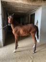 Filly Thoroughbred For sale 2023 Bay