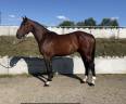 Gelding AES Anglo European Studbook For sale 2020 Dark Bay