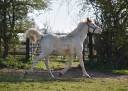 Colt Anglo-Arabian For sale 2023 Other color