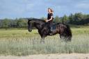 LEBRERO SG - PRE Pure Spanish Bred 2006 by RECLAMO VI 