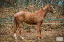 Colt Anglo-Arabian For sale 2024 Chesnut