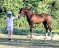 Entire Zangersheide For sale 2026 Chesnut