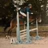 Gelding French Saddle Pony For sale 2019 Bay