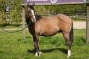 Gelding Paint For sale 2023 Dun