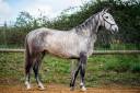 Mare Lusitano For sale 2020 Grey