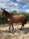 Broodmare Anglo-Arabian For sale 2003 Bay