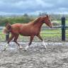 Filly Arabian For sale 2021 Chesnut