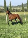 Filly PRE Pure Spanish Bred For sale 2020 Bay