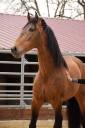 Gelding PRE Pure Spanish Bred For sale 2015 Buckskin