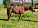 Entire Quarter For sale 2021 Liver chestnut