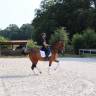 Gelding Oldenburg For sale 2014 Bay