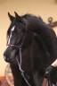 Tall arabian mare BLACK HOMOZYGOUS breeding/endurance