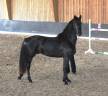 Stallion Friesian Arabian For sale 2022 Black