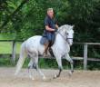 Gelding Lusitano For sale 2018 Grey