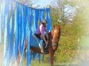 Gelding Origin Recorded For sale 2015 Chesnut