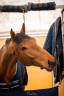Gelding BWP Belgian Warmblood For sale 2014 Bay